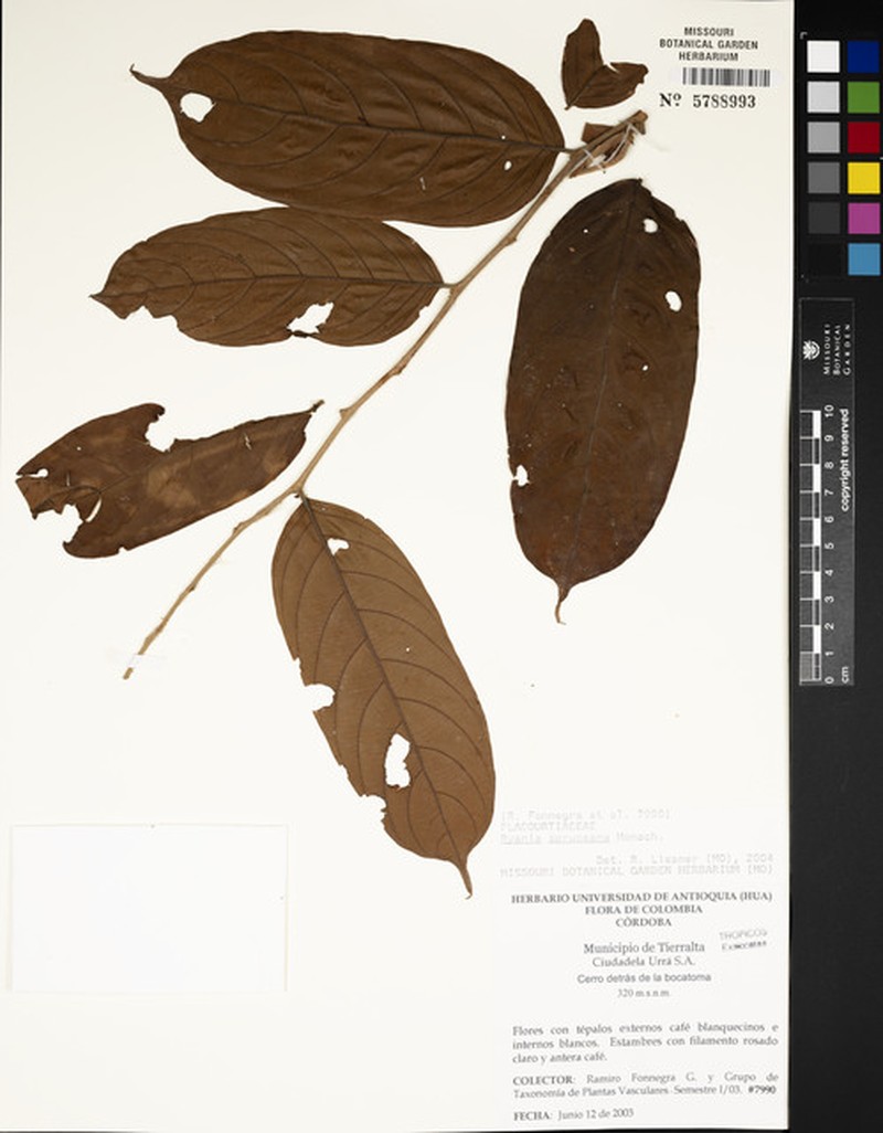 Ryania spruceana photo 3