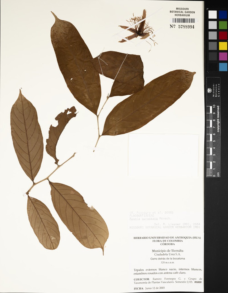 Ryania spruceana photo 4