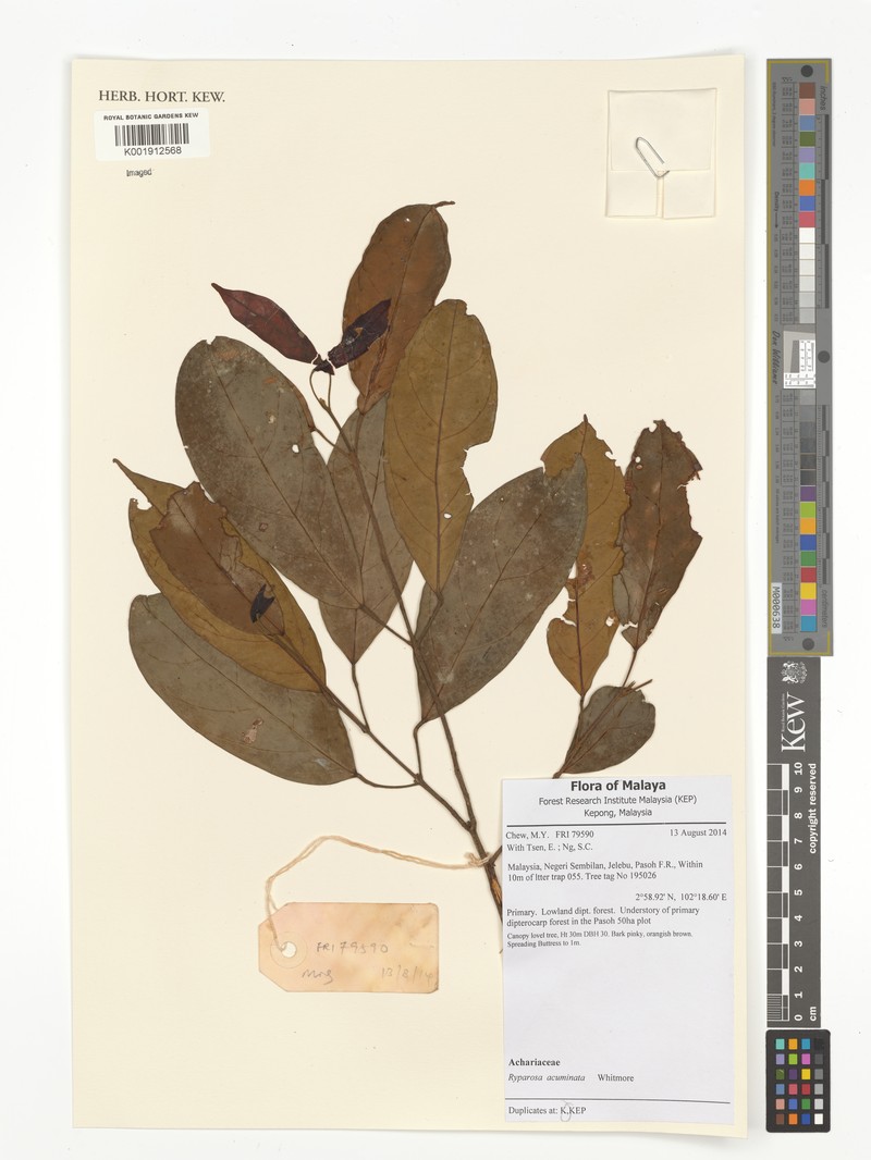 Ryparosa acuminata