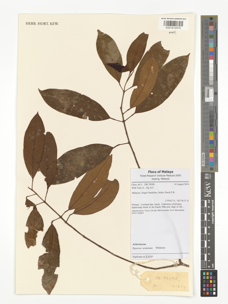 Ryparosa acuminata photo 2