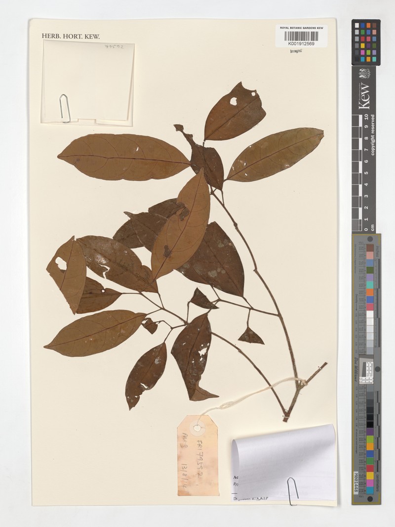 Ryparosa acuminata photo 3