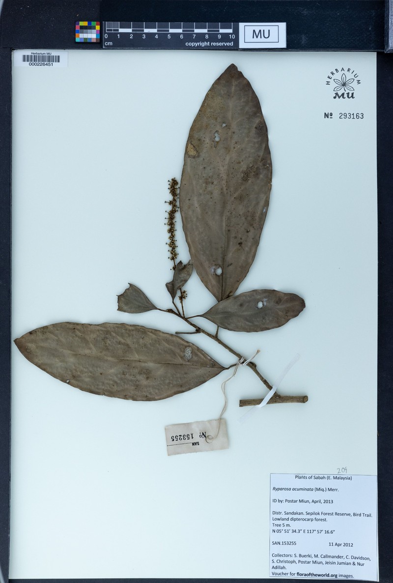 Ryparosa acuminata photo 4