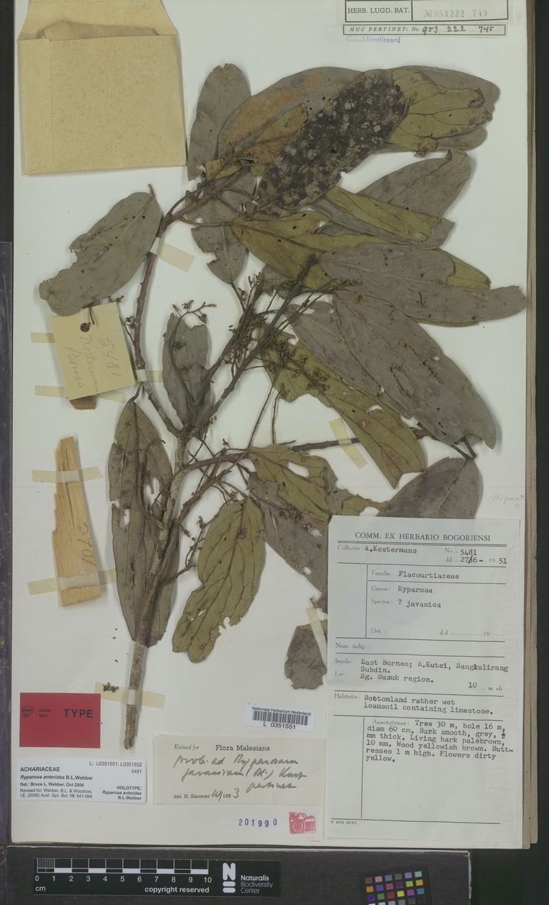 Ryparosa anterides