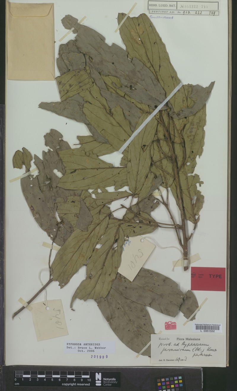 Ryparosa anterides photo 2