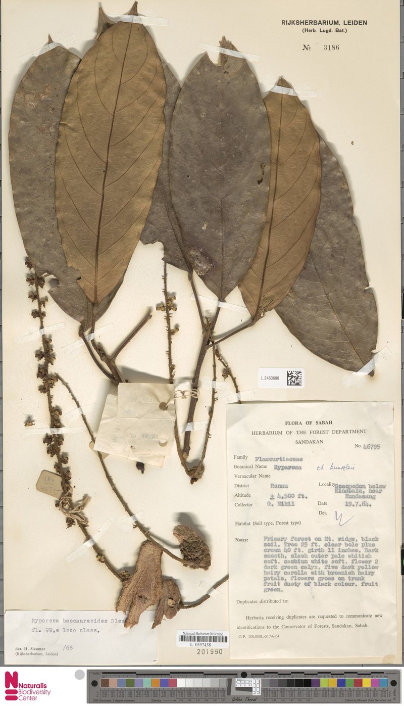 Ryparosa baccaureoides