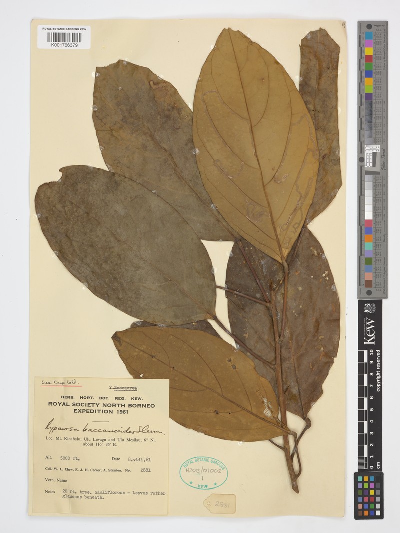 Ryparosa baccaureoides photo 2