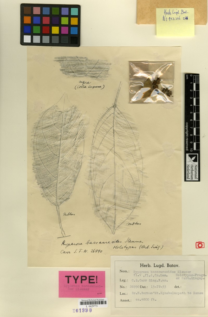 Ryparosa baccaureoides photo 3