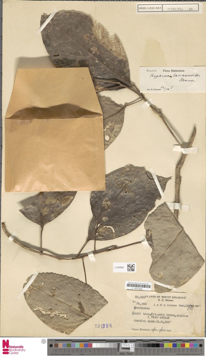Ryparosa baccaureoides photo 4