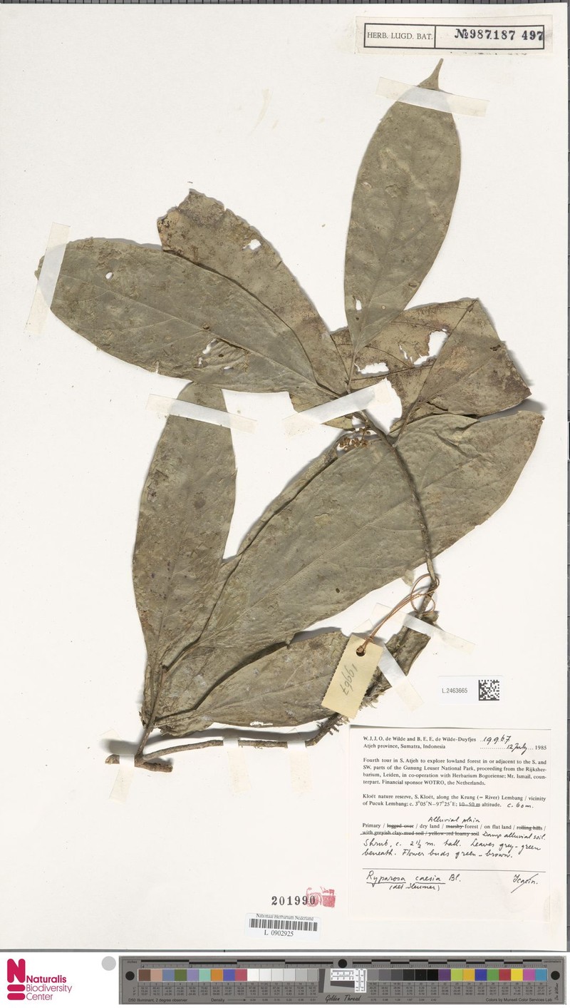 Ryparosa caesia