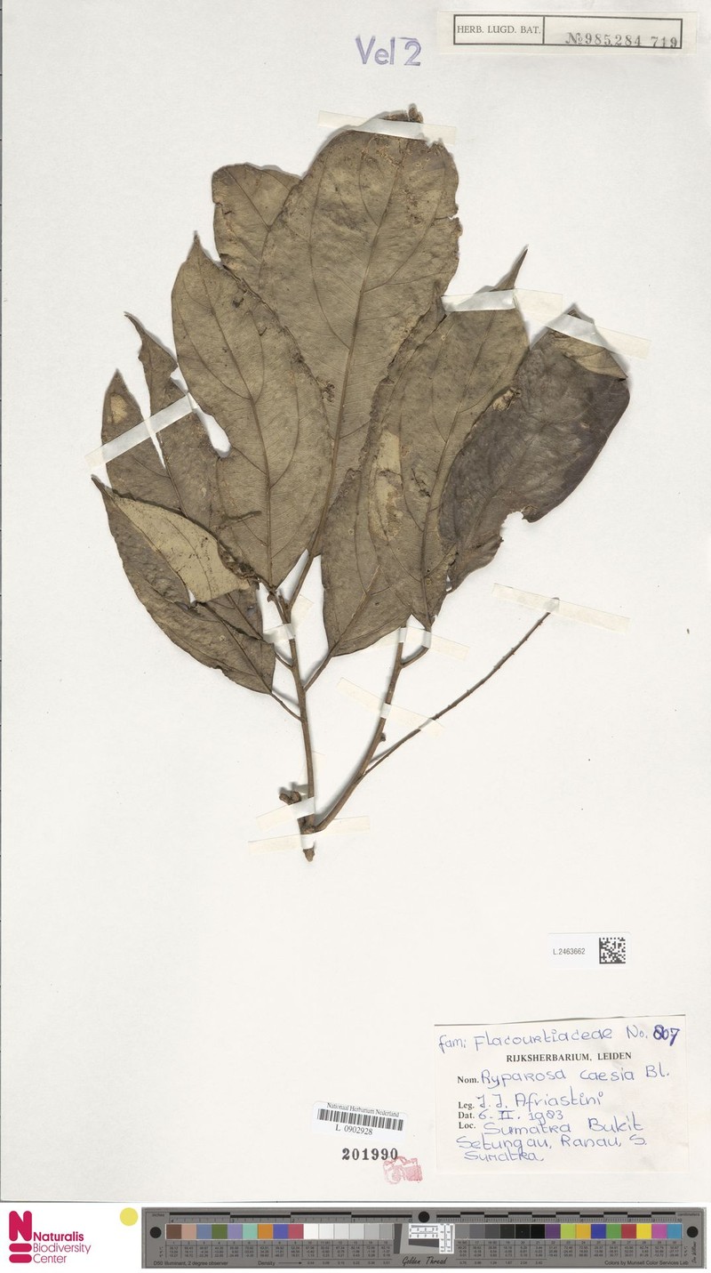 Ryparosa caesia photo 2