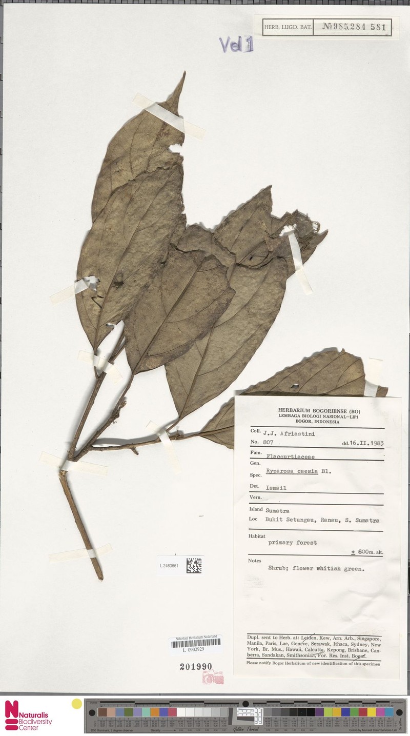 Ryparosa caesia photo 3