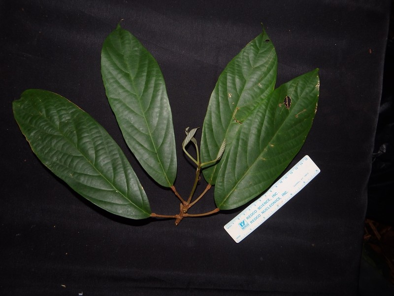 Ryparosa calotricha