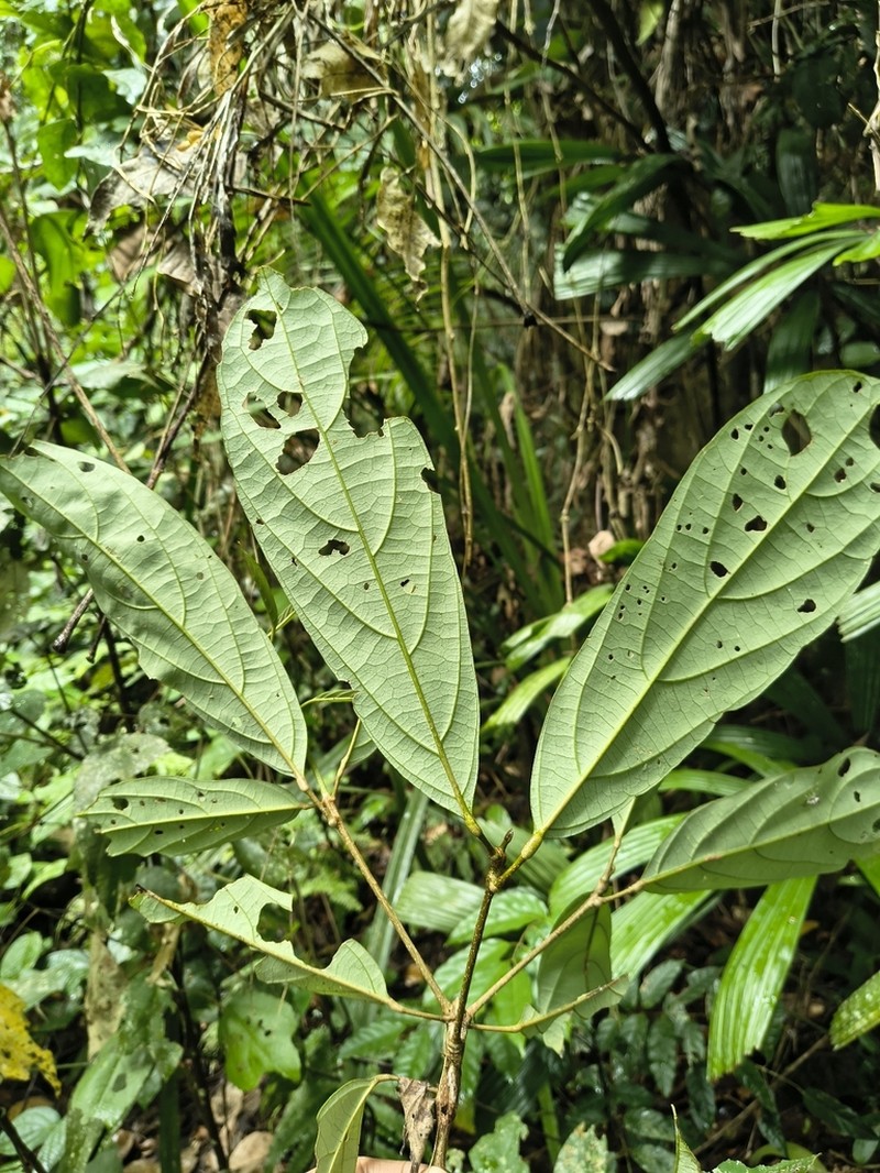 Ryparosa calotricha photo 2