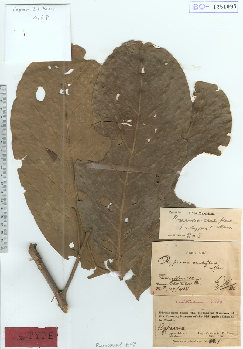 Ryparosa cauliflora