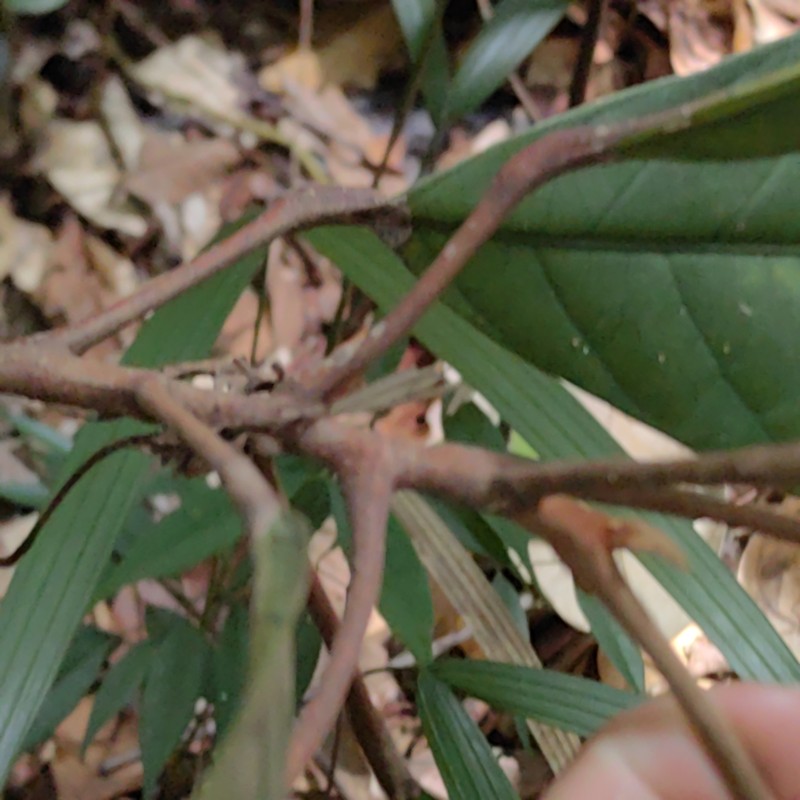 Ryparosa fasciculata photo 3