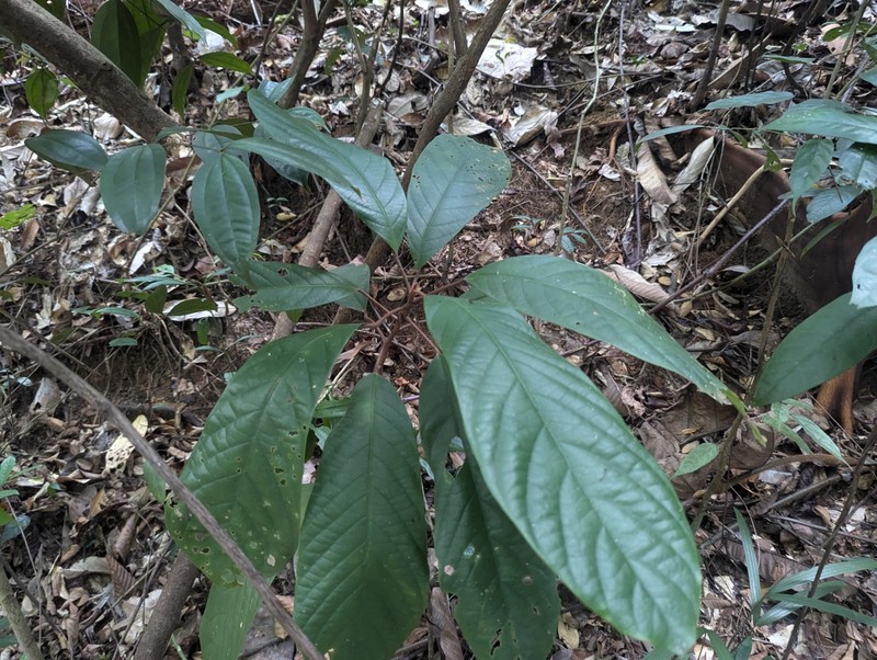 Ryparosa fasciculata photo 4
