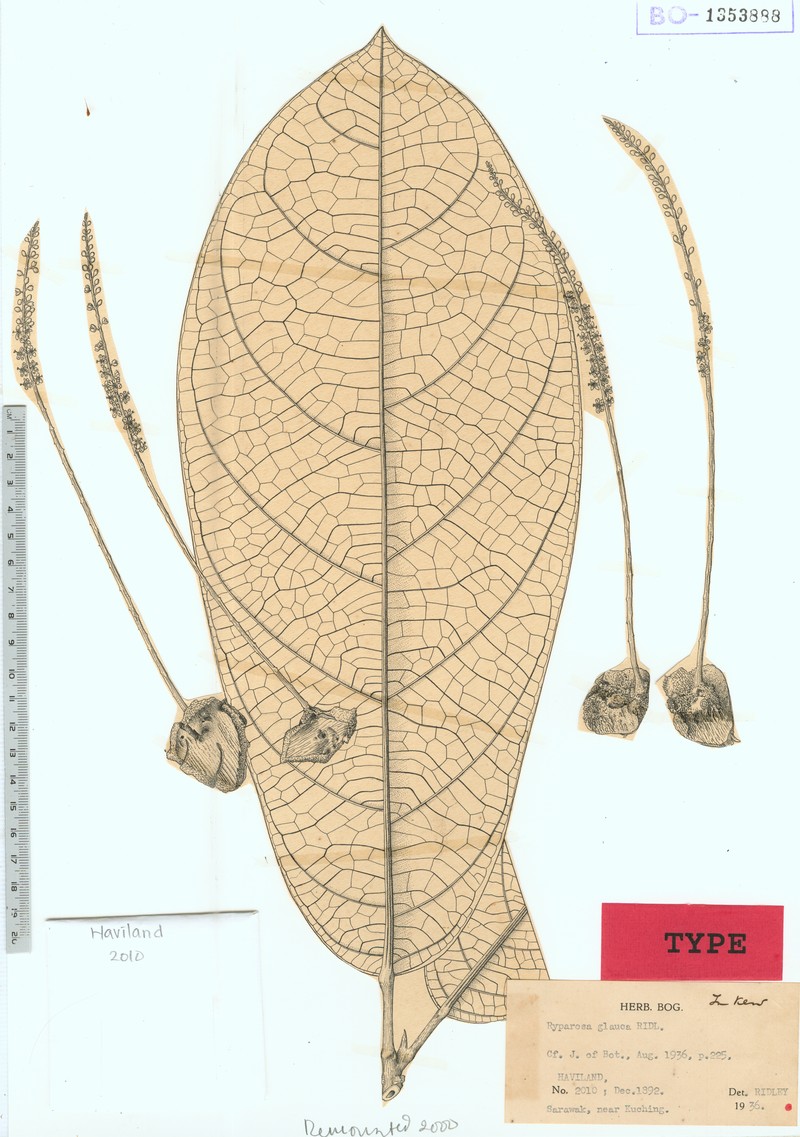 Ryparosa glauca photo 2