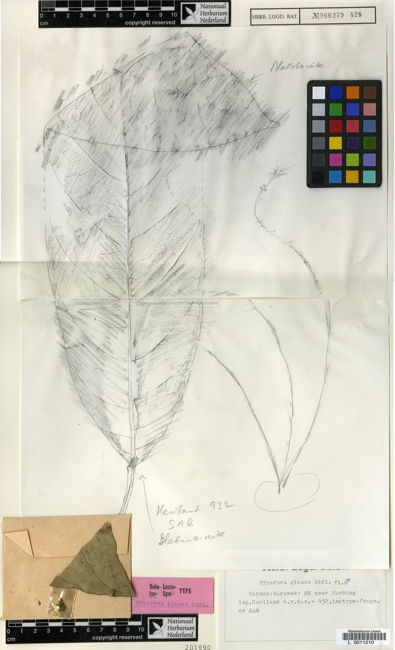 Ryparosa glauca photo 3