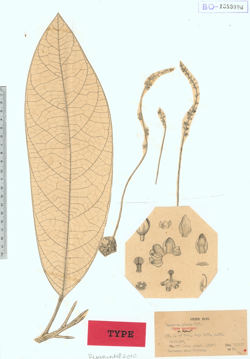 Ryparosa glauca photo 4