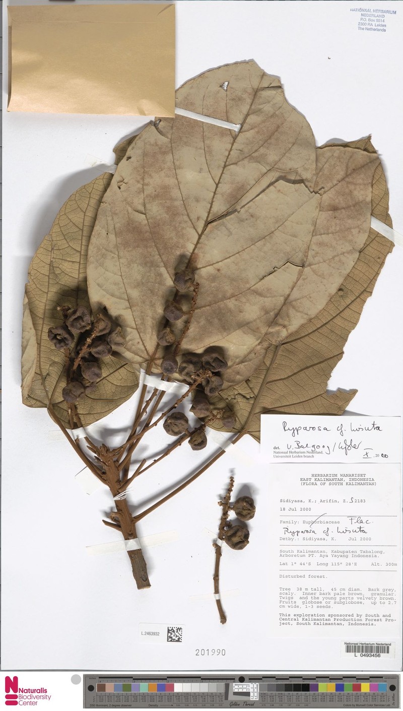 Ryparosa hirsuta
