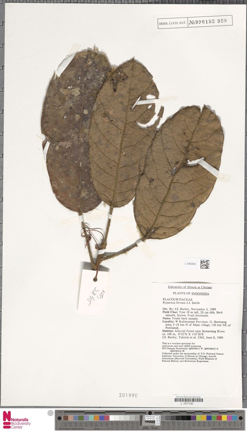 Ryparosa hirsuta photo 3