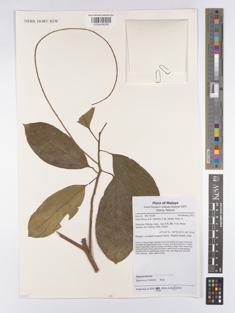 Ryparosa hullettii