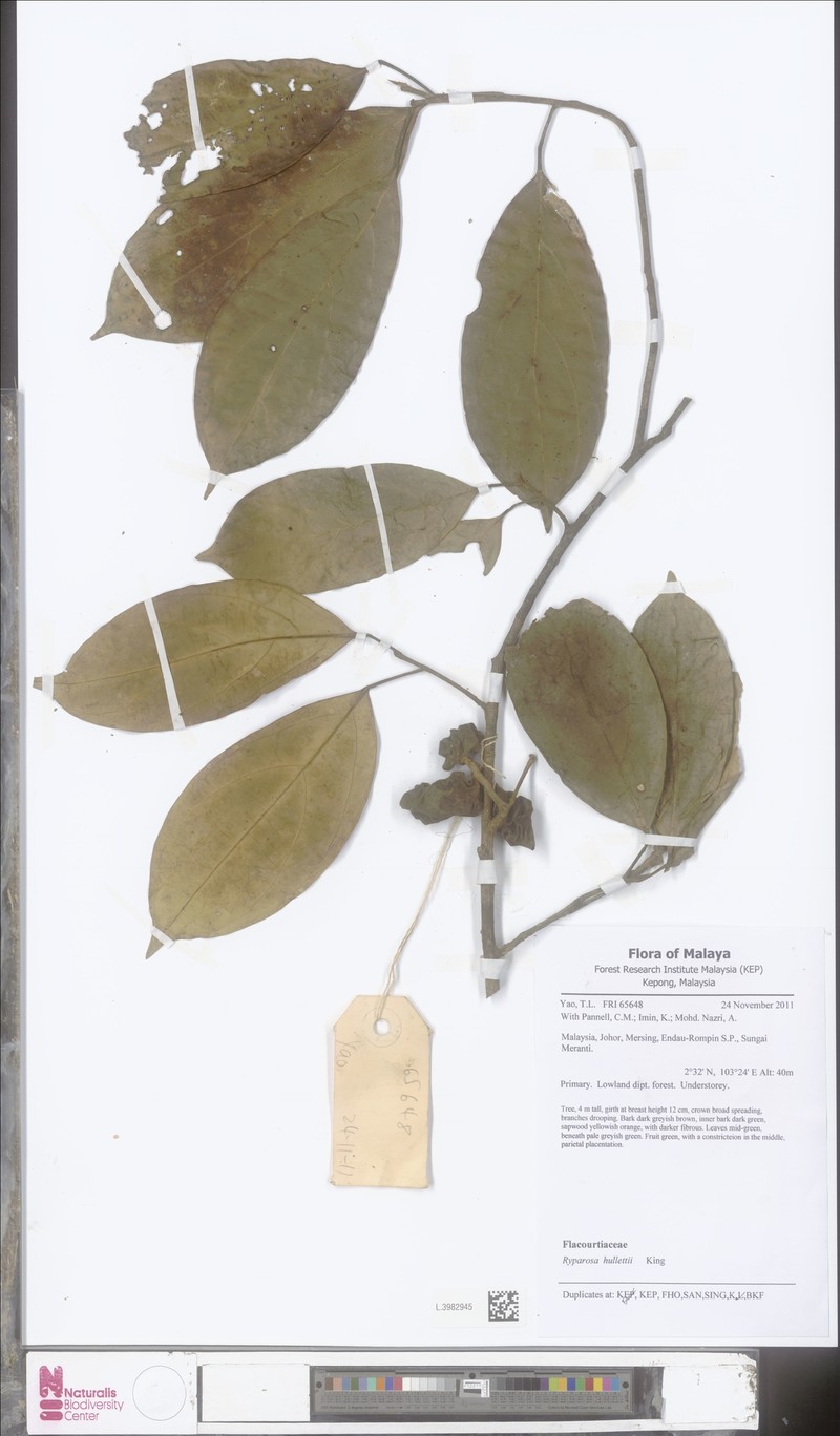 Ryparosa hullettii photo 3