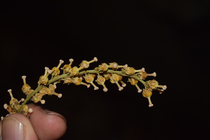 Ryparosa javanica photo 2