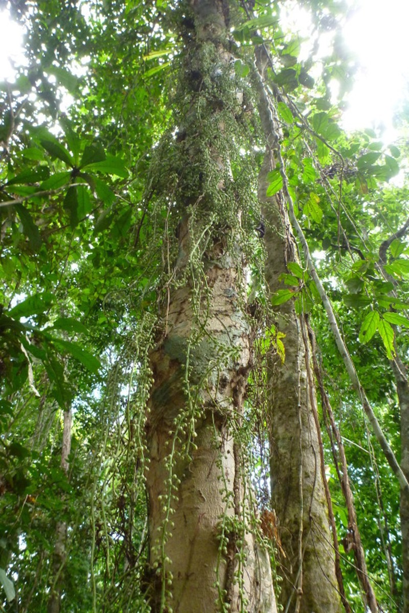 Ryparosa javanica photo 3