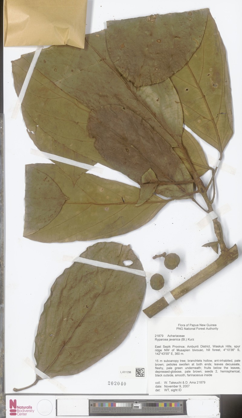 Ryparosa javanica photo 4