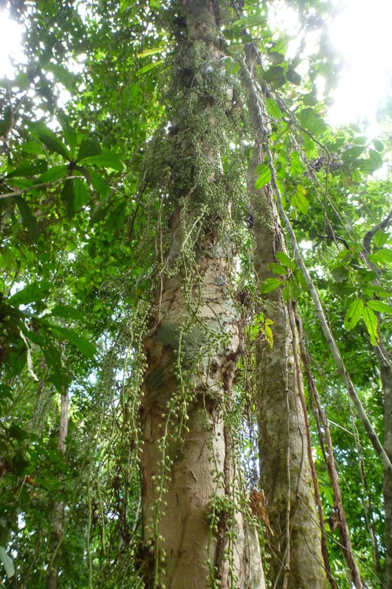 Ryparosa javanica