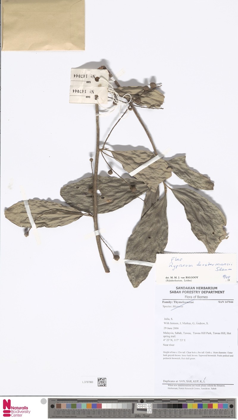 Ryparosa kostermansii