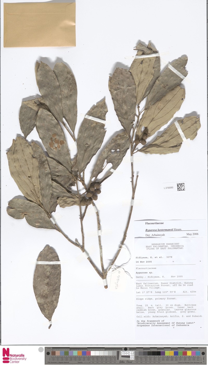 Ryparosa kostermansii photo 2