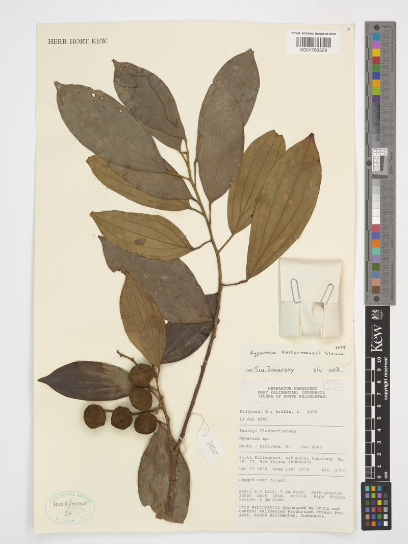 Ryparosa kostermansii photo 3