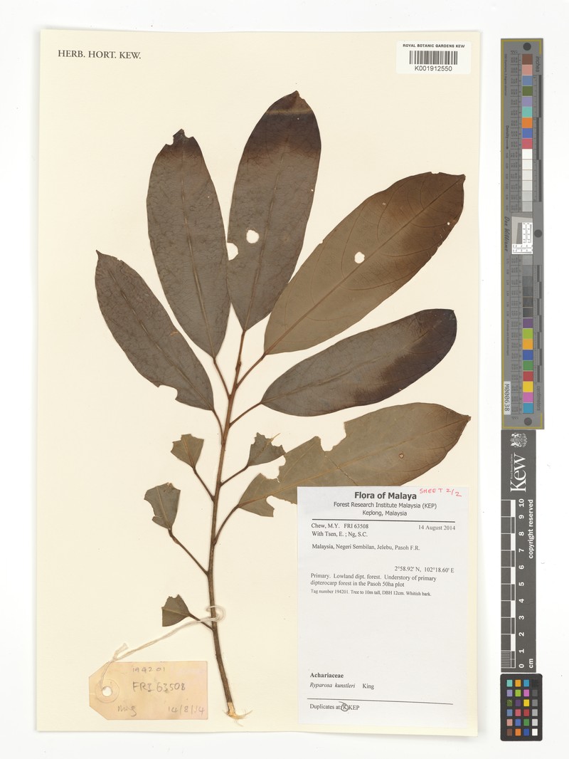 Ryparosa kunstleri photo 2