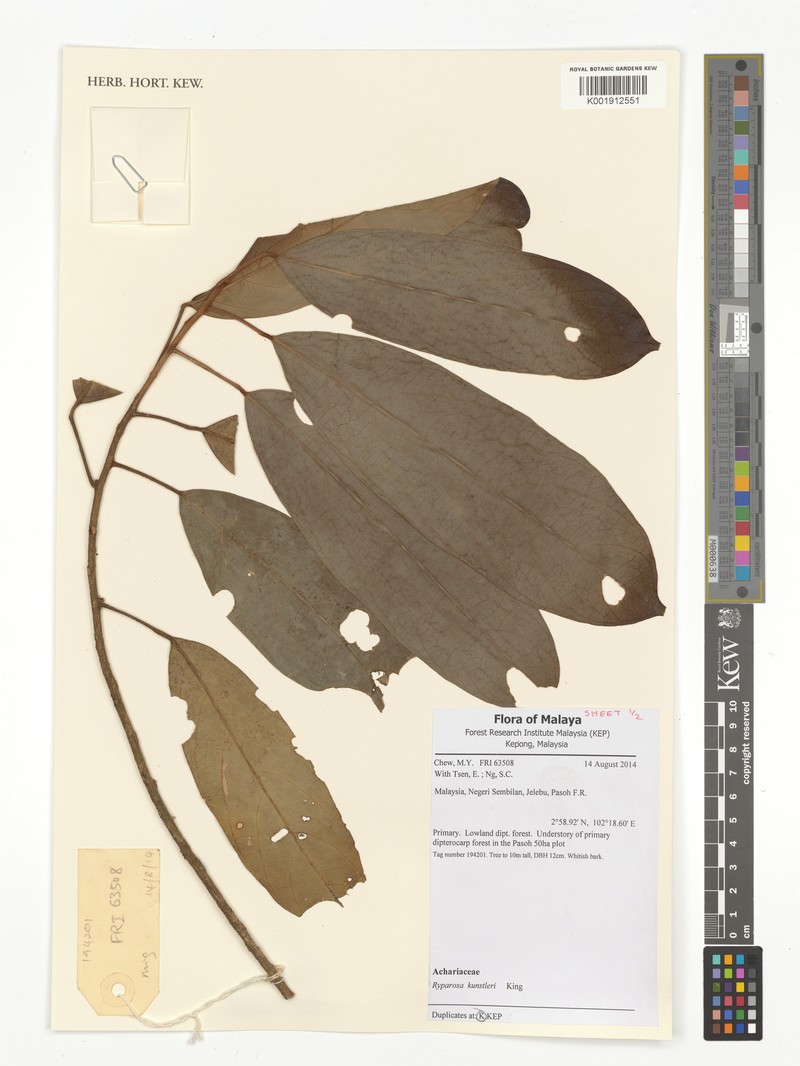 Ryparosa kunstleri photo 3