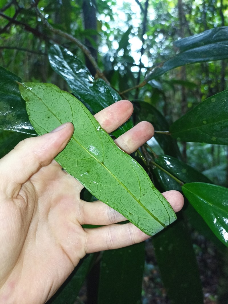 Ryparosa kurrangii photo 3