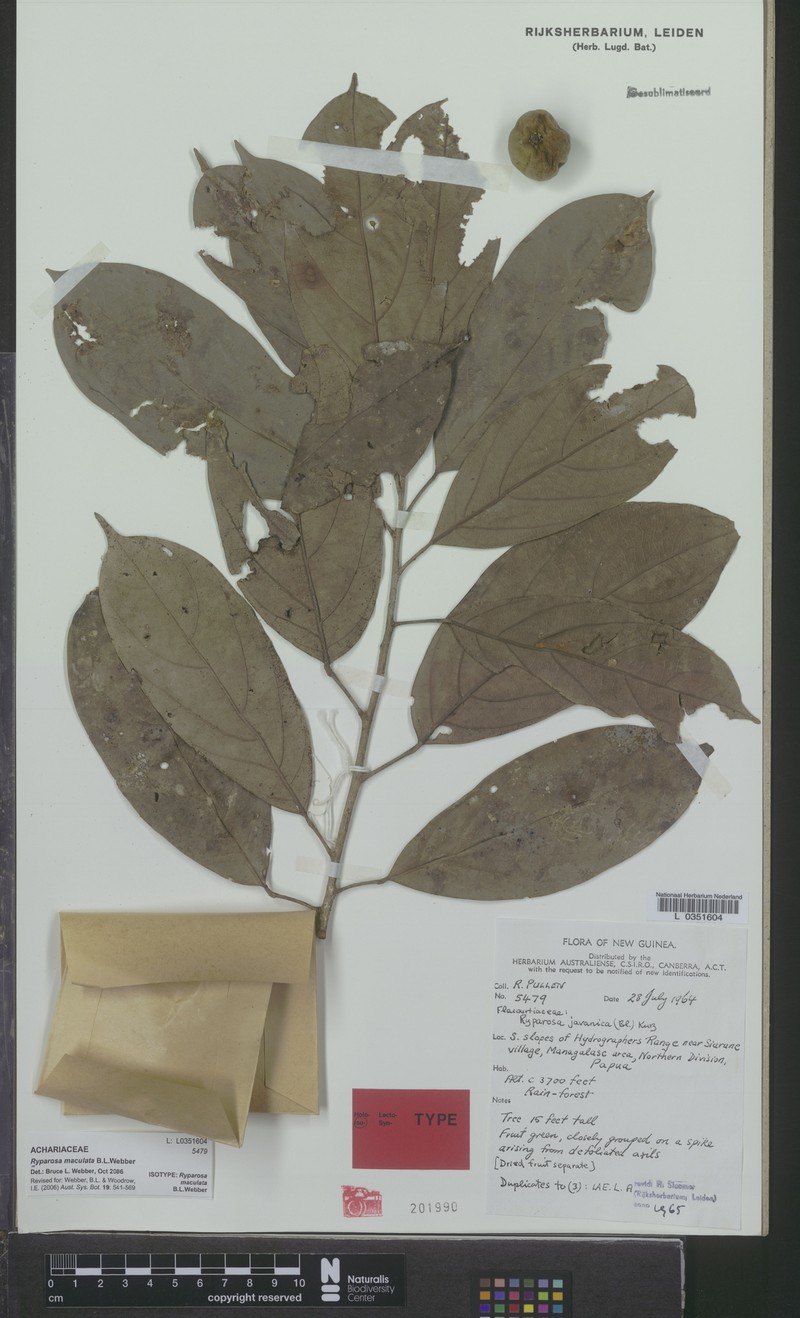 Ryparosa maculata