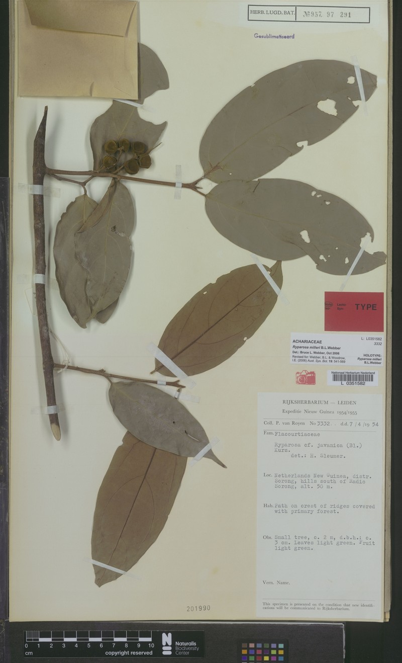 Ryparosa milleri