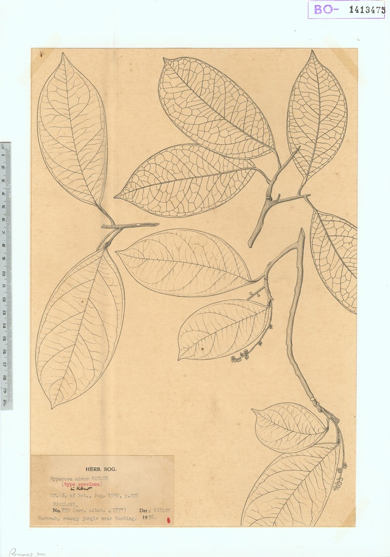 Ryparosa minor