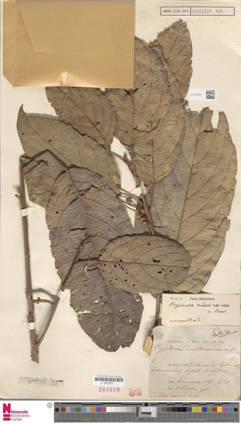 Ryparosa multinervosa