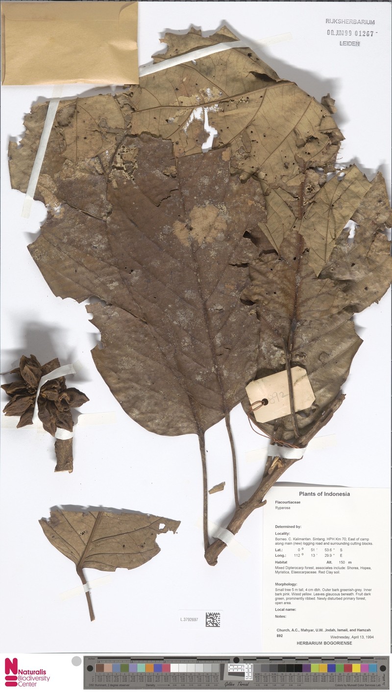 Ryparosa porcata