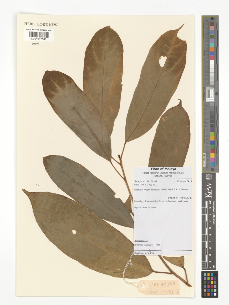 Ryparosa wallichii