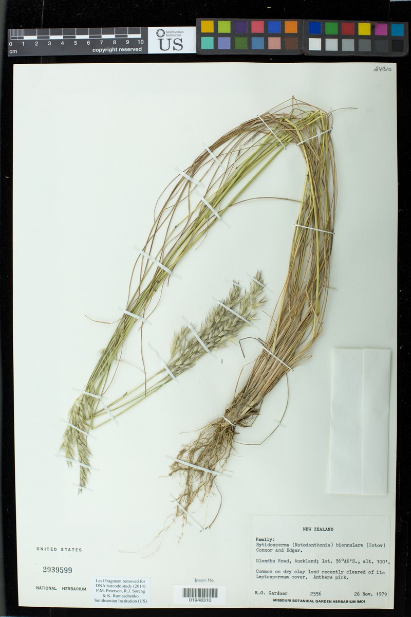 Wallaby Grass photo 4