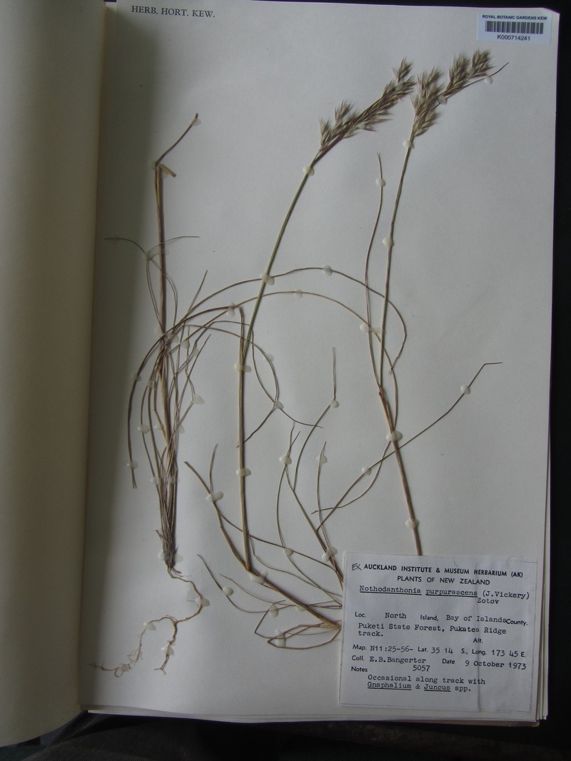 Wallaby Grass photo 2