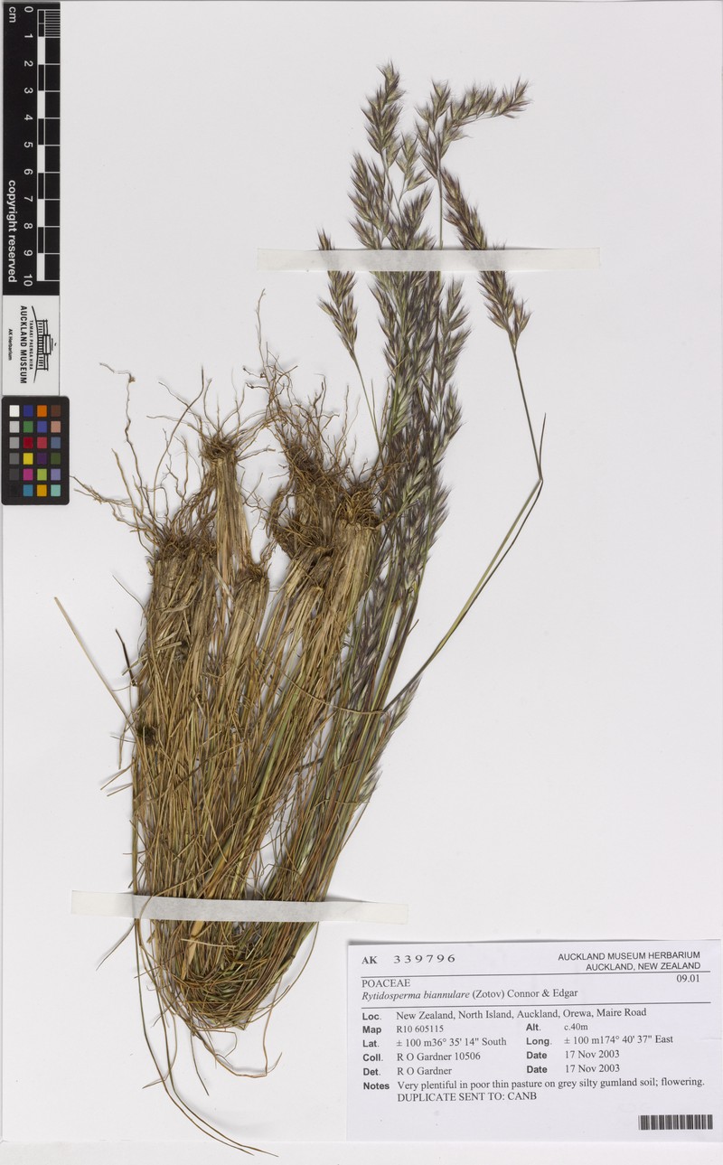 Wallaby Grass photo 3