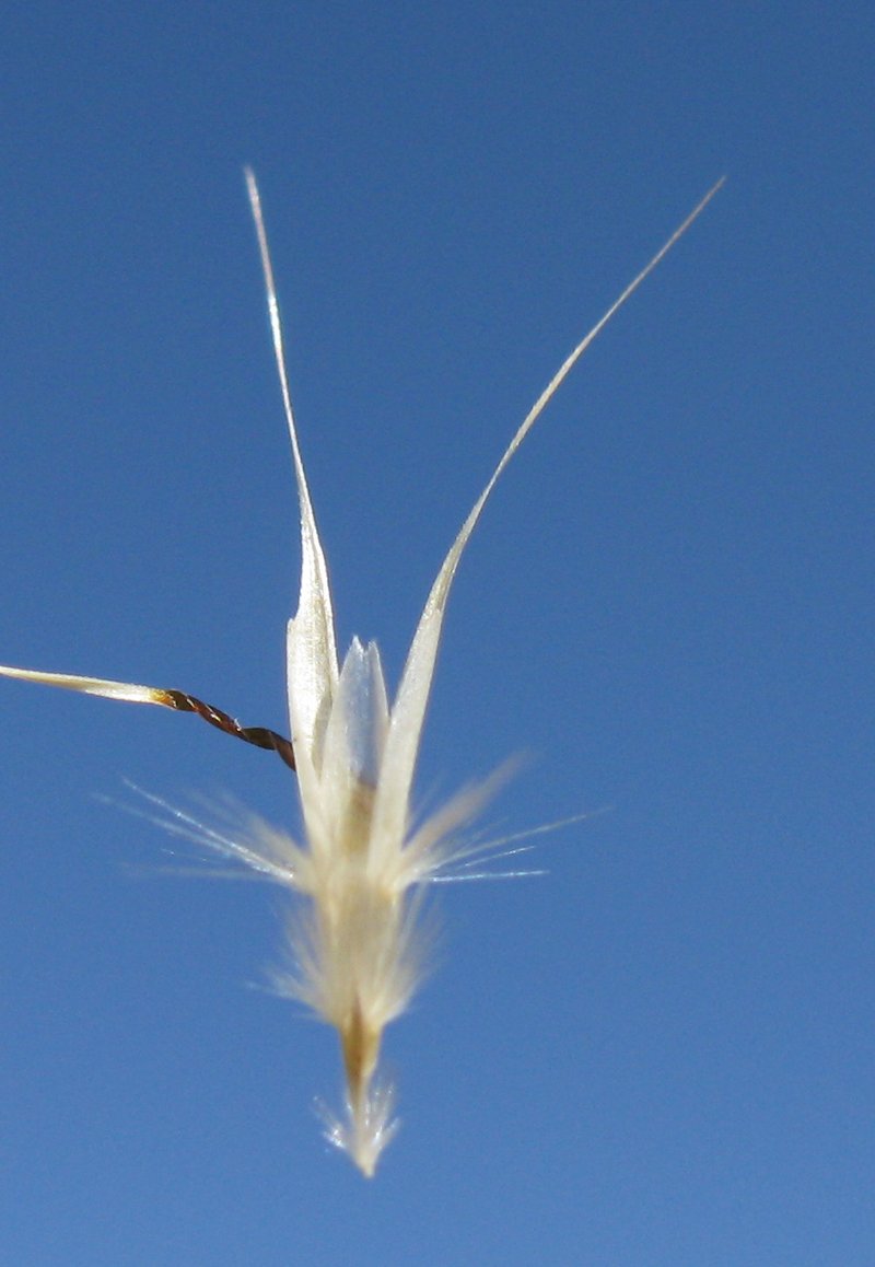 Tufted Wallaby Grass photo 5