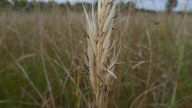 Hairy Wallaby Grass photo 2