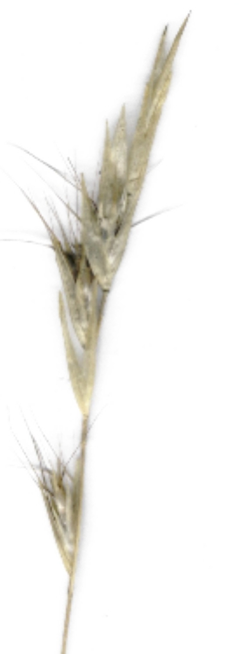 Hairy Wallaby Grass