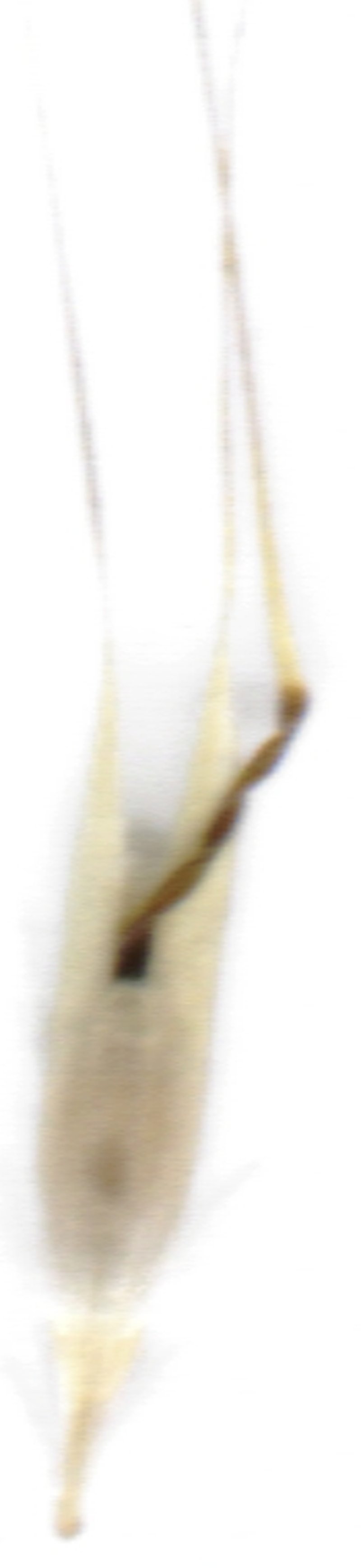 Hairy Wallaby Grass photo 4